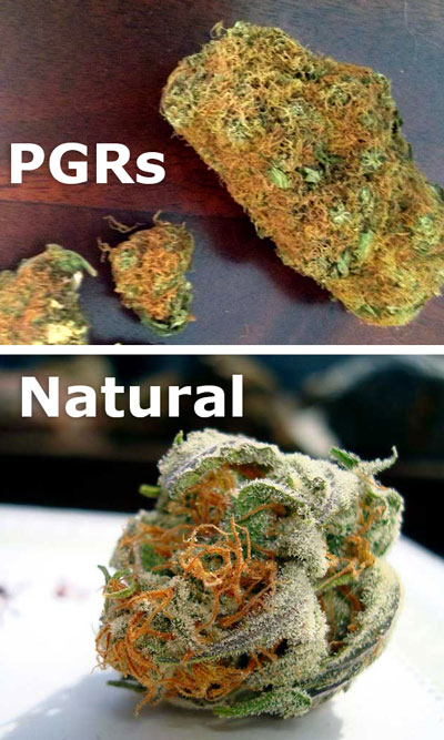orange-hairs-pgr-vs-natural-sm.jpg