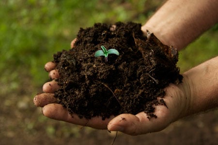 organic-soil-marijuana-hand-sm.jpg