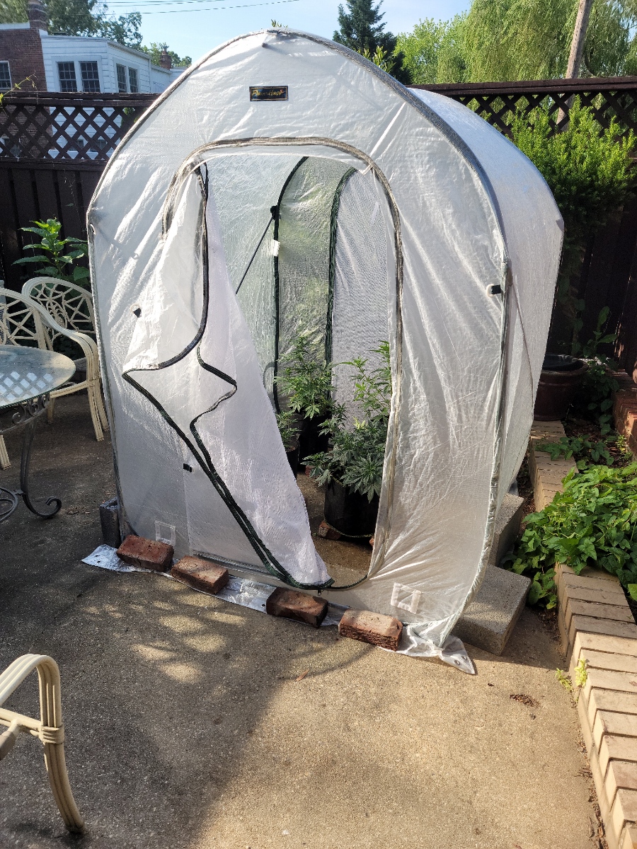 outdoor grow tent.jpeg