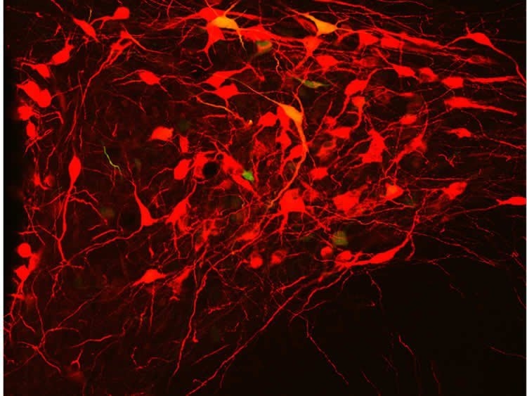 oxytocin-producing-neurons.jpg