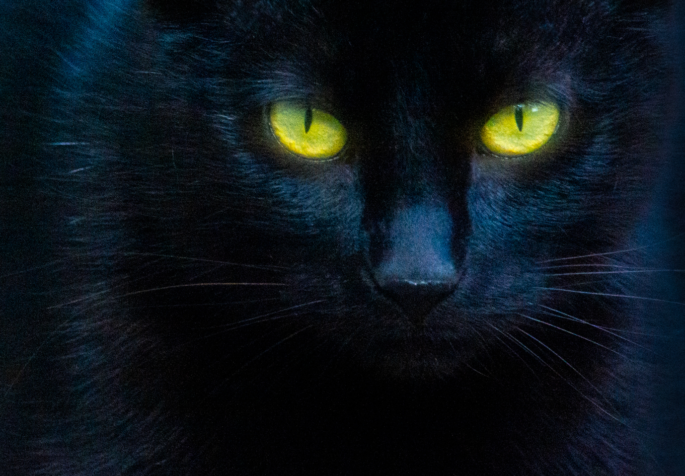 Panther Cat.jpg