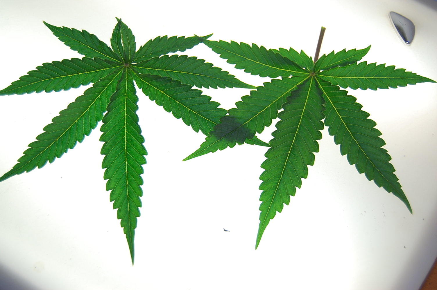 perfect-cannabis-leaves.JPG