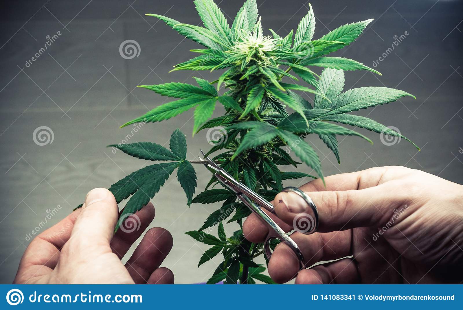 person-trimming-leaves-medical-marijuana-plant-close-up-cannabis-plant-growing-indoor-person-t...jpg