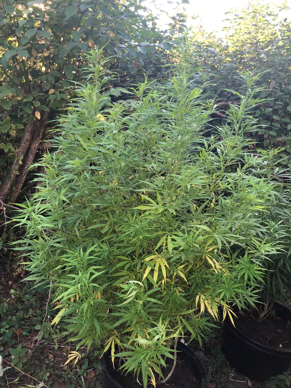Personal Sativa Mother Starting to bud and now dropping leaf organic outdoors.jpg