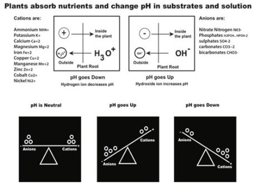 pH Change Due to Ion Cation Exchange in Res.png