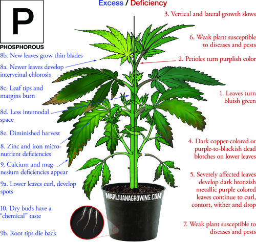 Phosphorous-_deficiency_marijuana_diagram.jpg