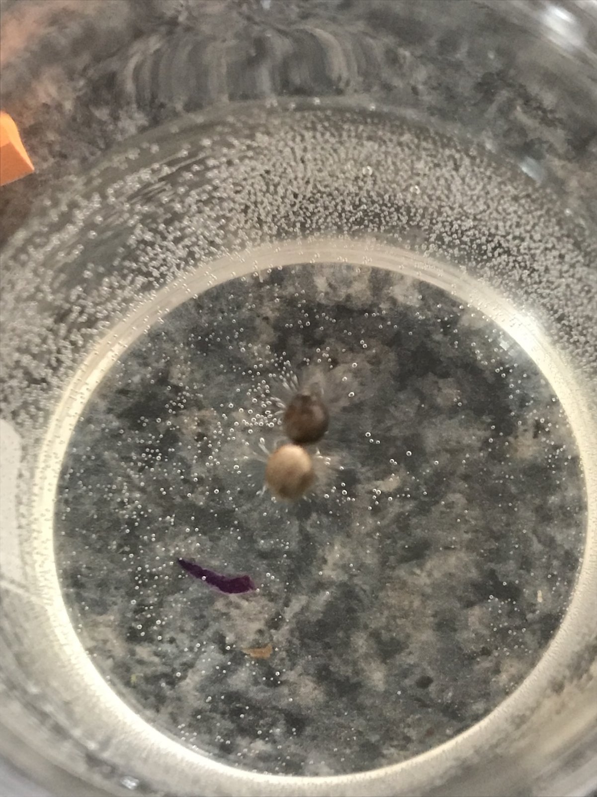 Photo 10 - PE Seeds in water.jpg