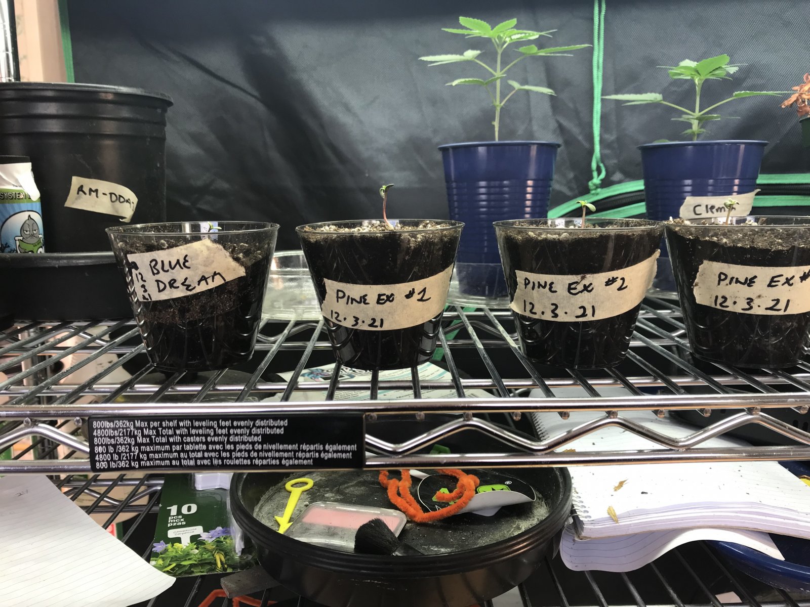 Photo 2 - New Seedlings.jpeg