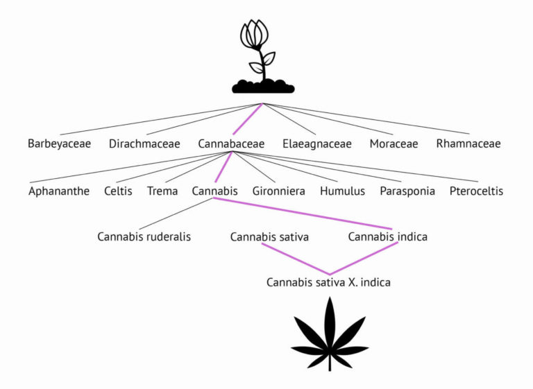 Phylogenetic_tree_of_cannabis-768x561.jpg