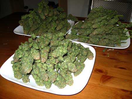 pile-of-dense-cannabis-buds-sm.jpg