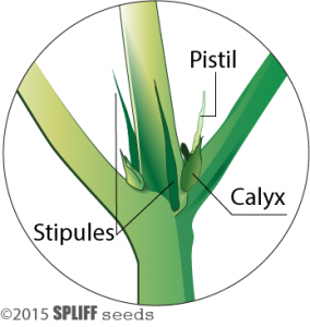 pistil-from-cannabis-plant.png
