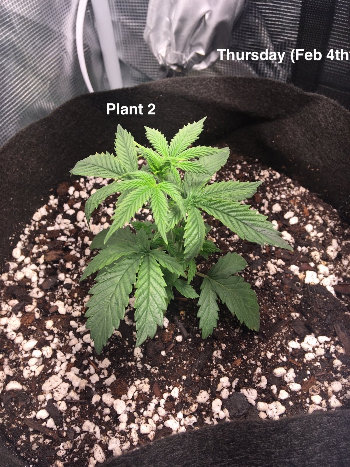 Plant #2 (Feb4th).jpg