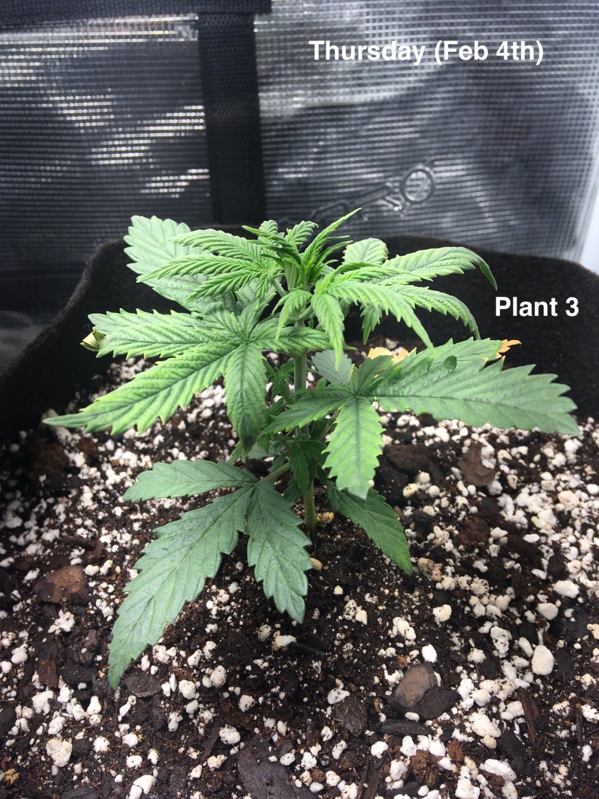 Plant #3 (Feb4th) 2.jpg