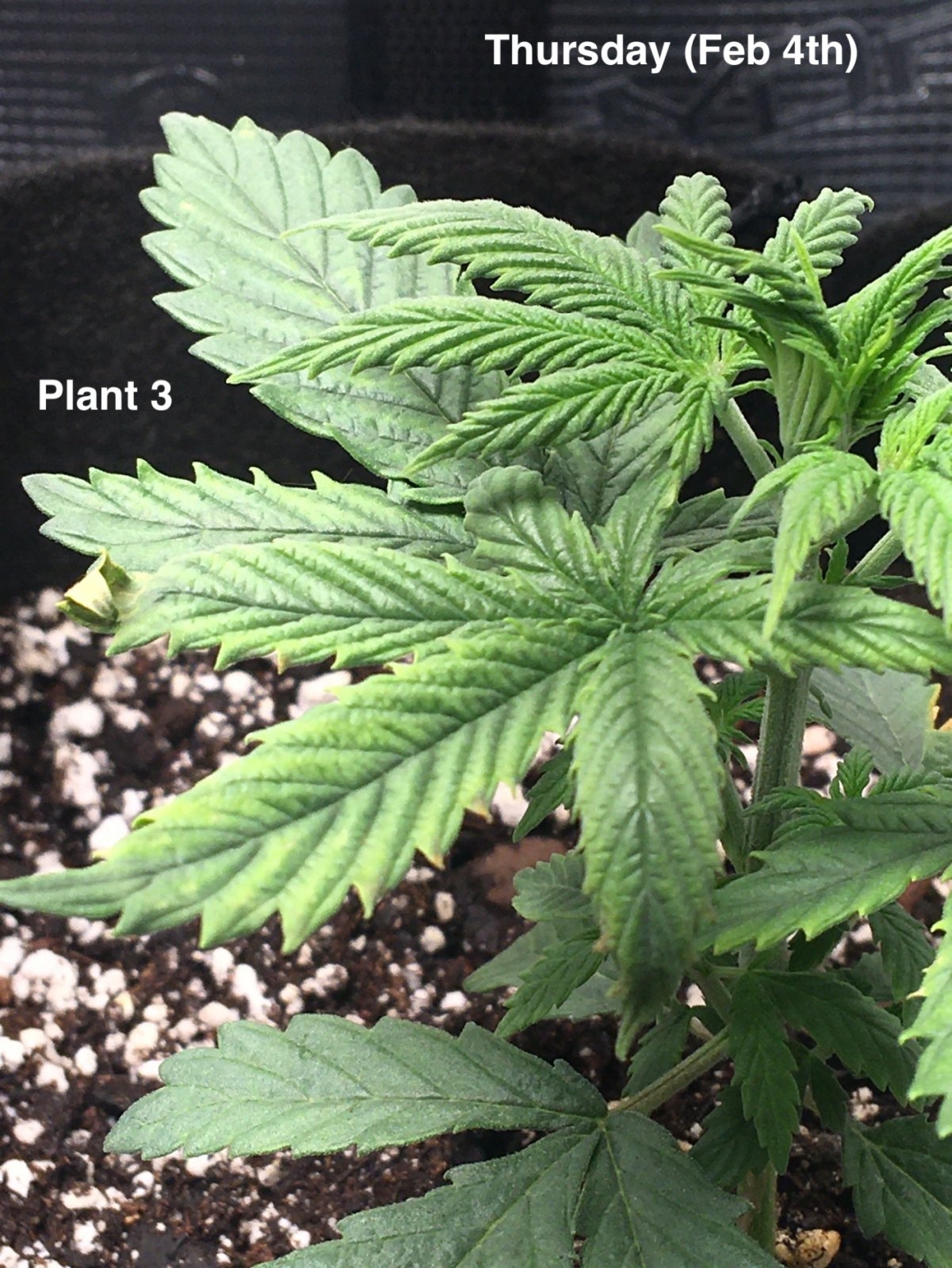 Plant #3 (Feb4th).jpg