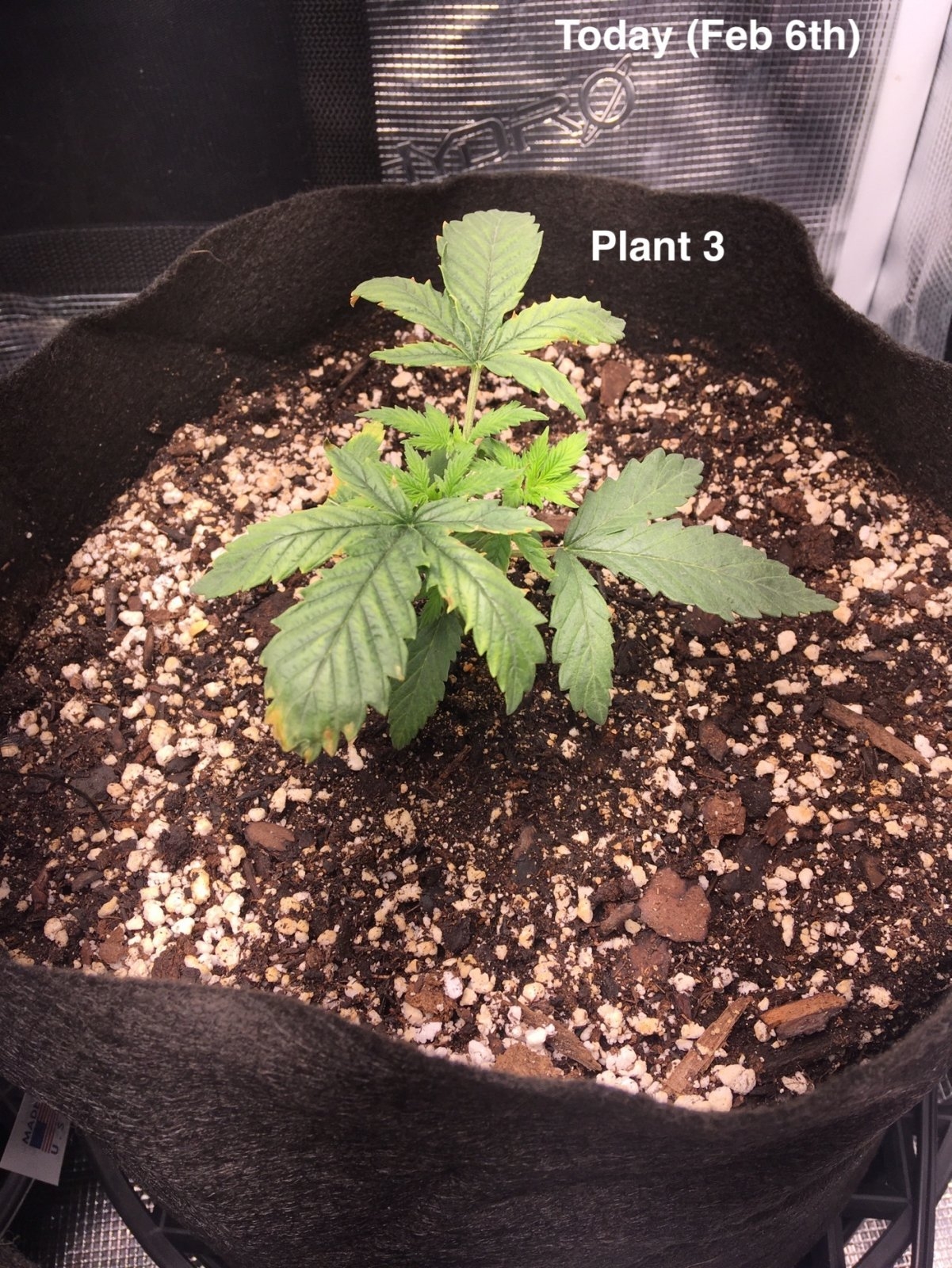 Plant #3 (Feb6th).jpg