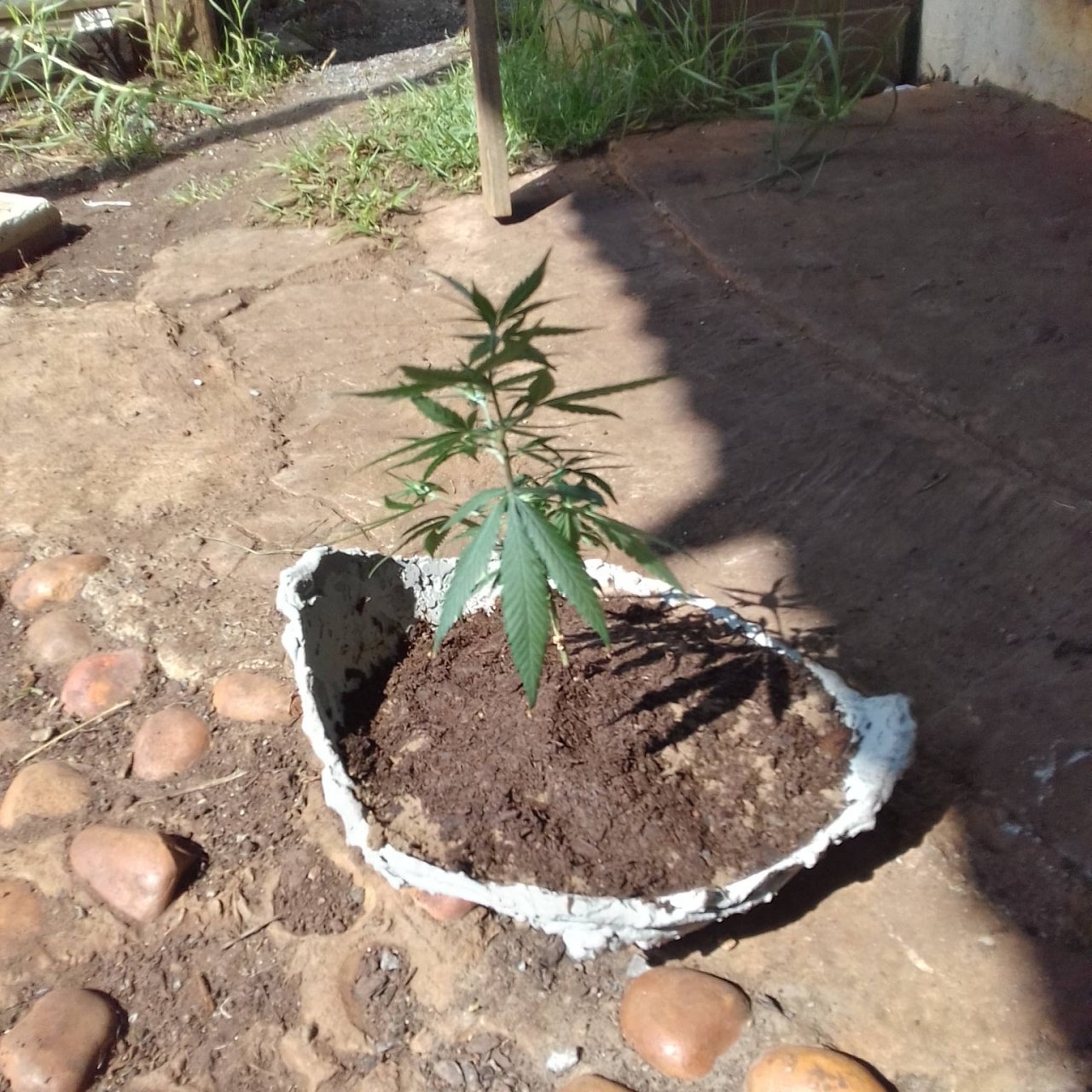 Planted and topped bonsai.jpg