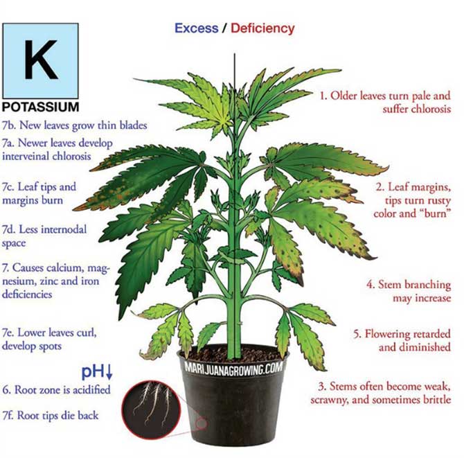 Potassium-deficiency-marijuana-diagram.jpg