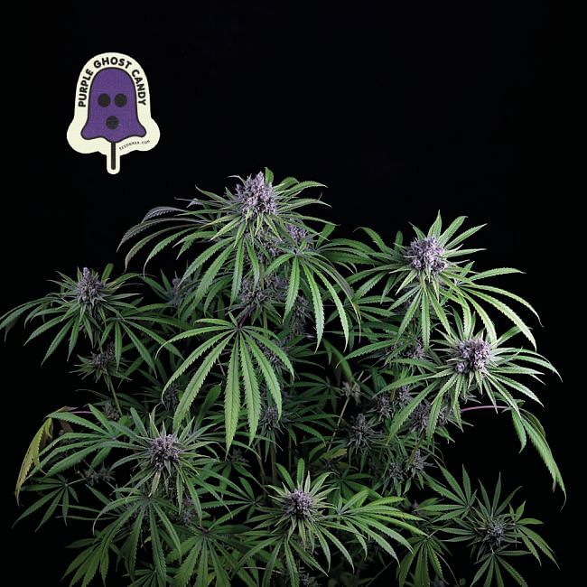 Purple Ghost Candy.jpeg