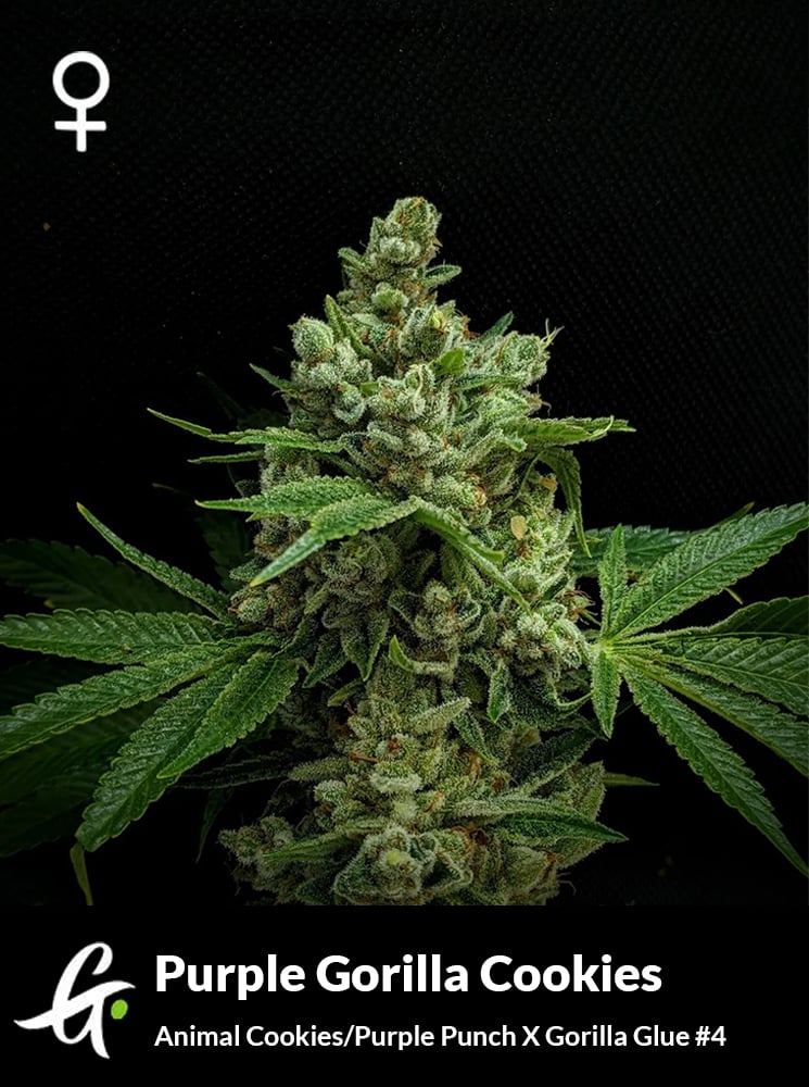 purple-gorilla-cookies-cannabis-strain.jpg