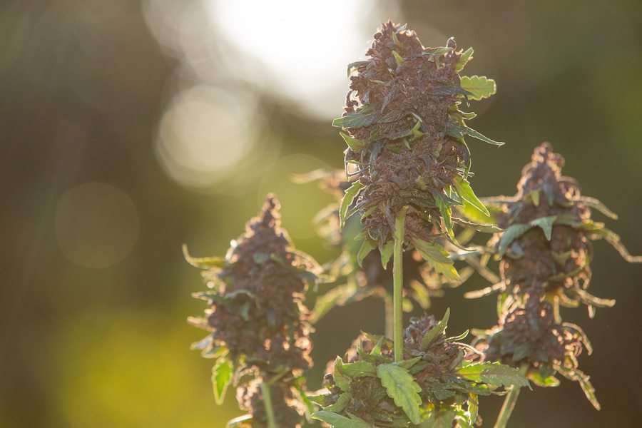 purple-hemp-flowers-medical-cannabis_1150-20338.jpg
