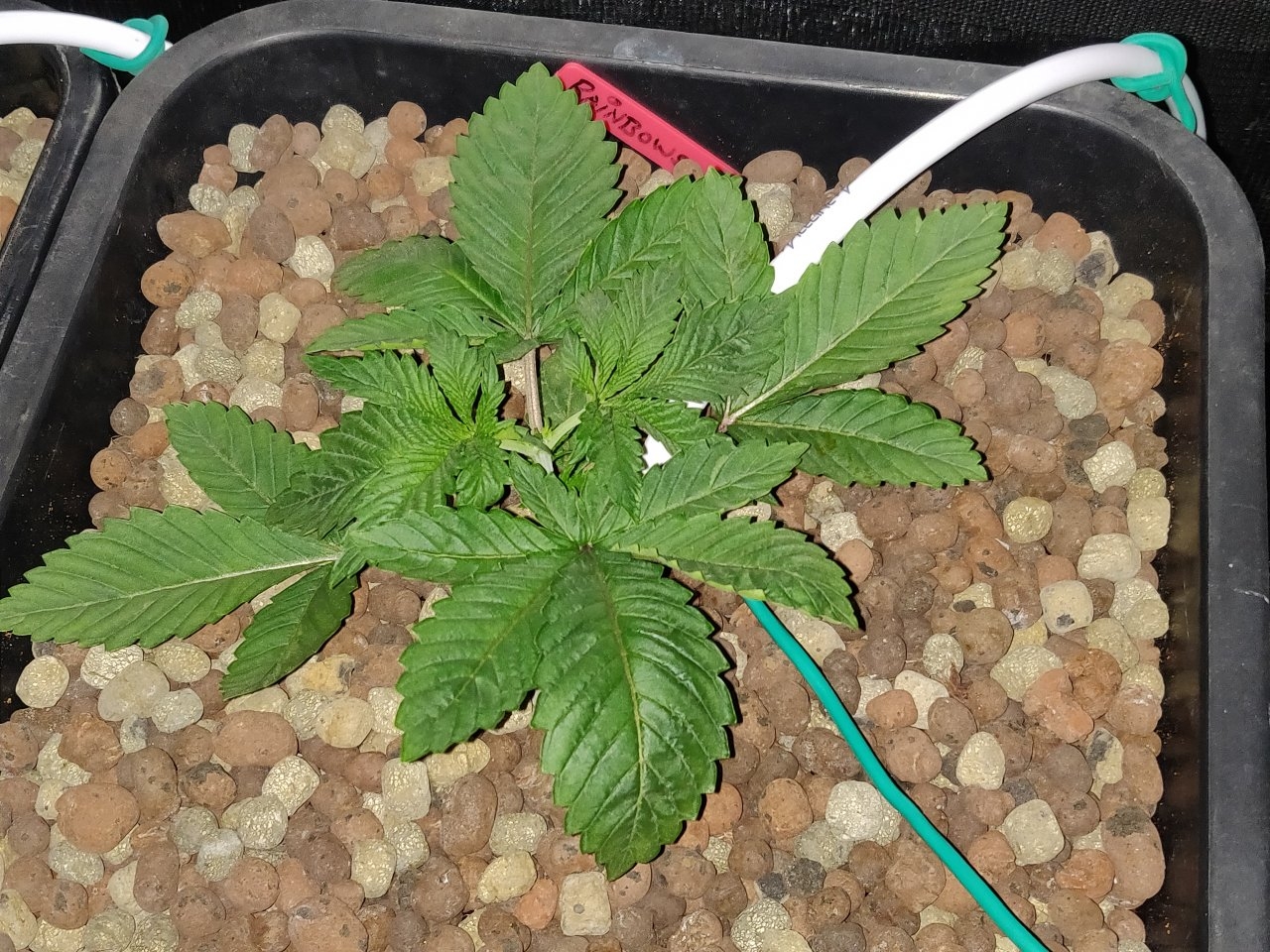 R 14 days after topping.jpg