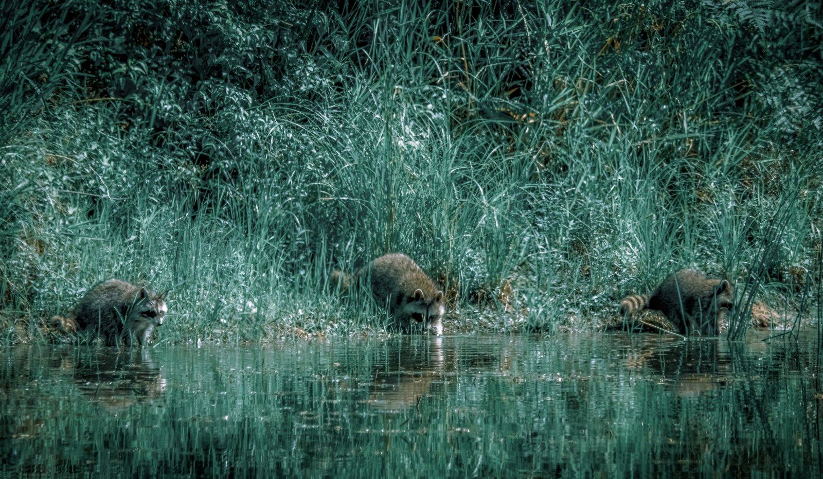 Raccoons at pond 3.jpg