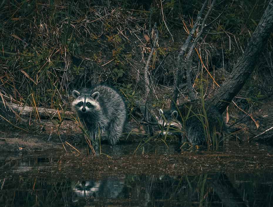 Raccoons at pond.jpg