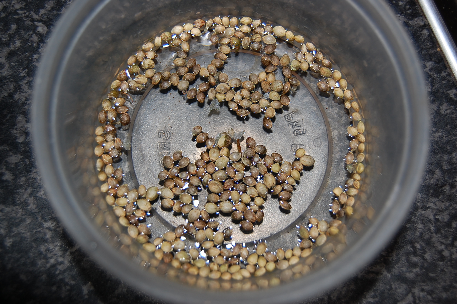 random-seeds-soaking-420.JPG