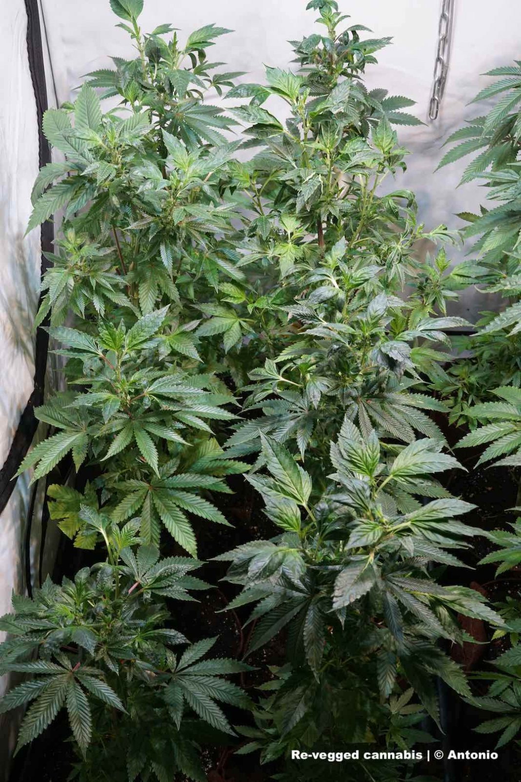 re-vegged-cannabis-pant-at-start-of-flowering-stage-by-antonio.jpg