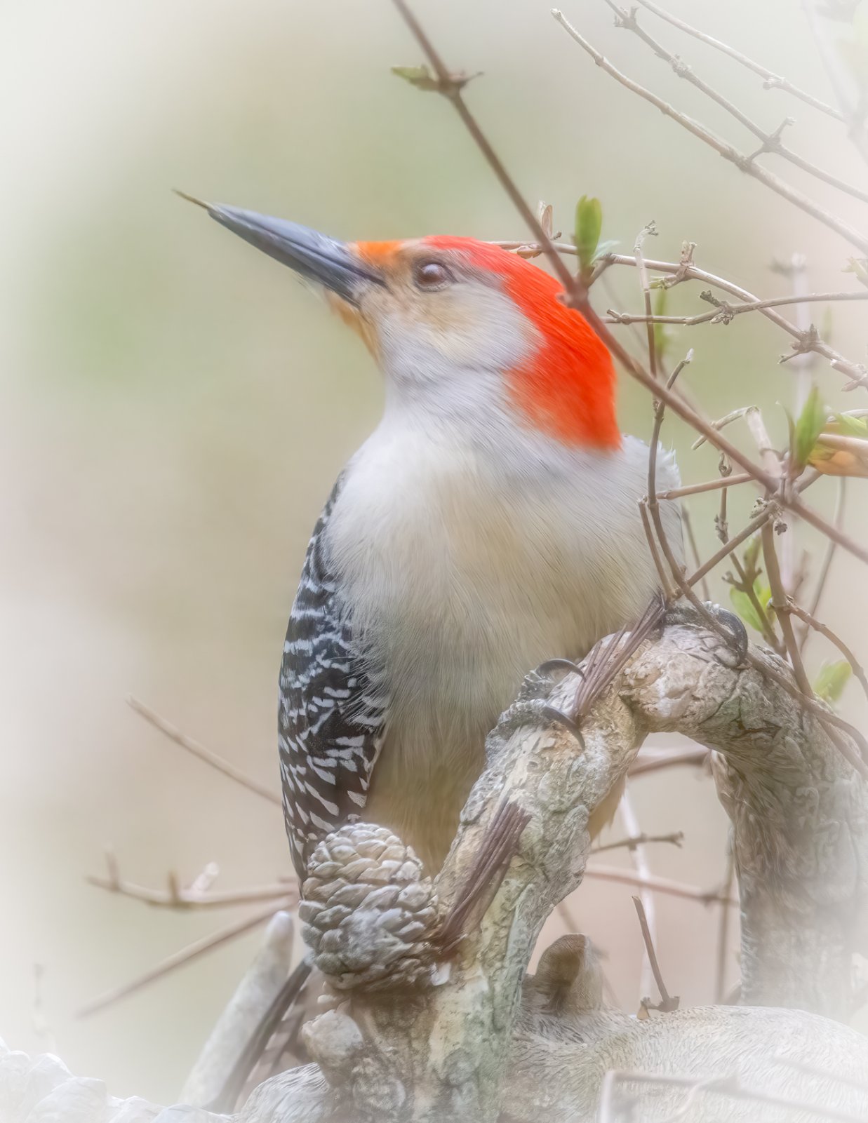 Red Bellied Woodpecker 5.jpg