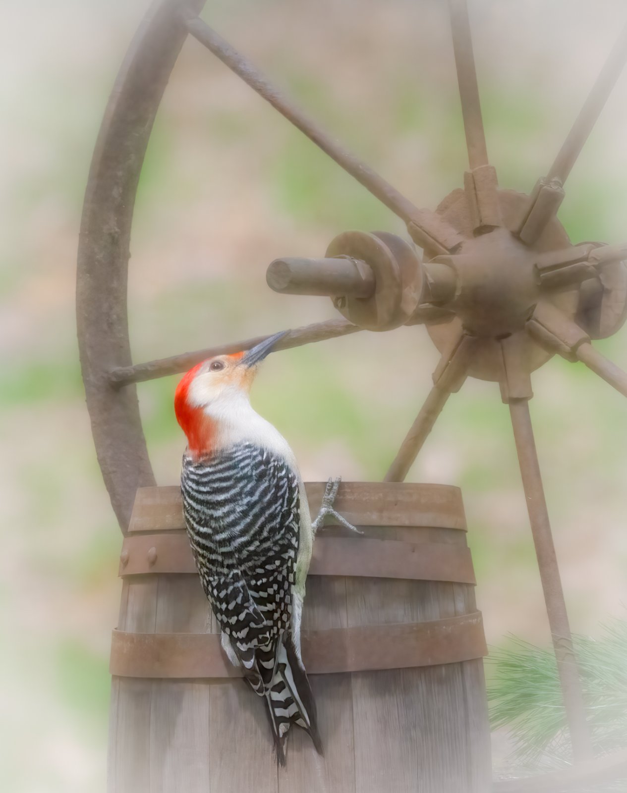 Red Bellied woodpecker on wheel.jpg