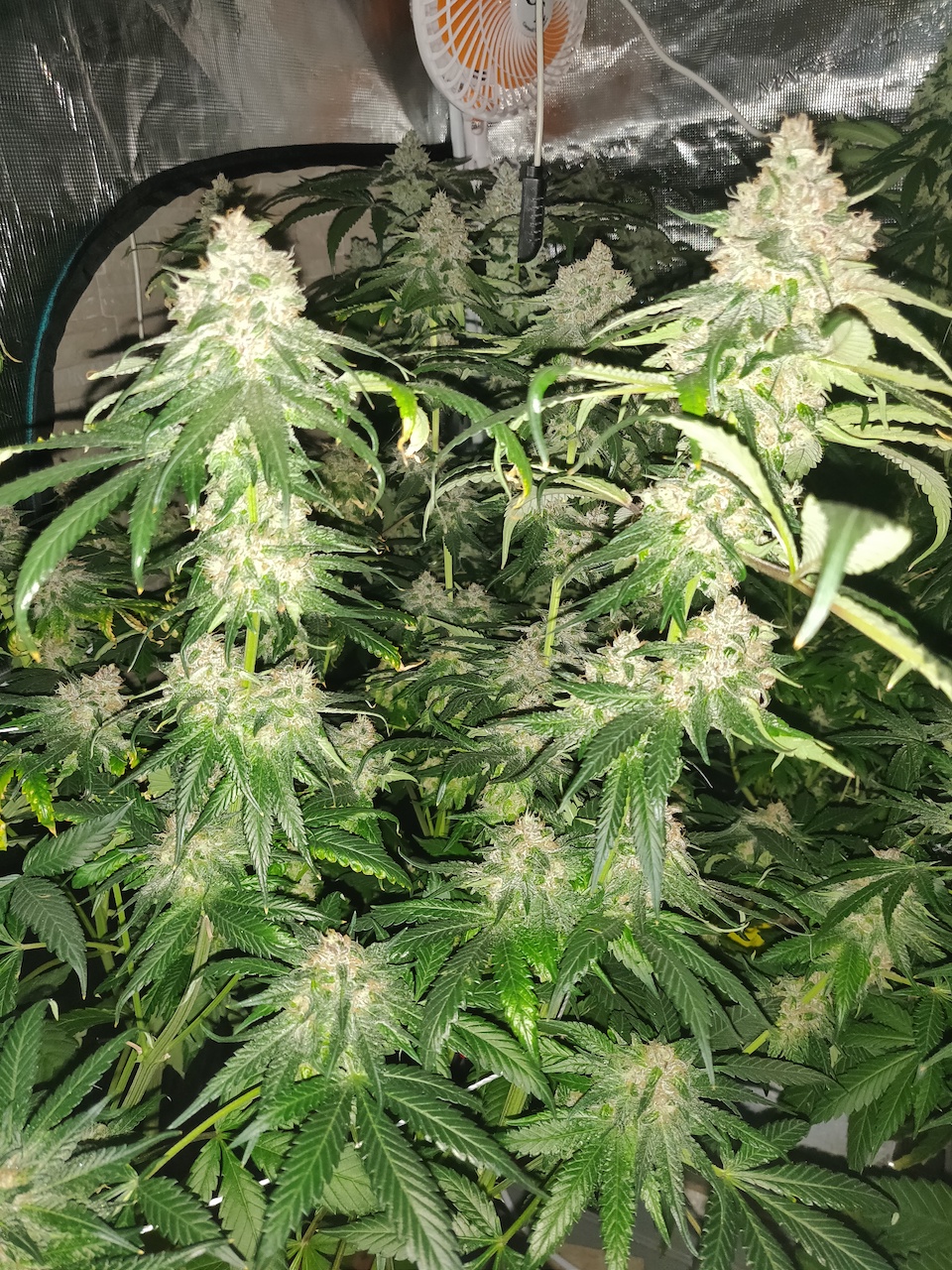Red Hot Cookies - Day 94 - 8.jpg