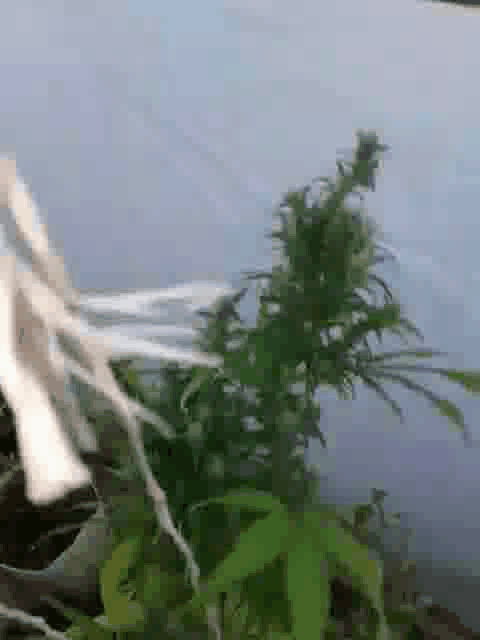 Rescued from flowering .gif