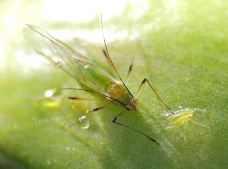 rijuana-flying-colonizer-aphid-and-aphid-larvae-sm.jpg