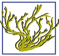 seaweed.jpg