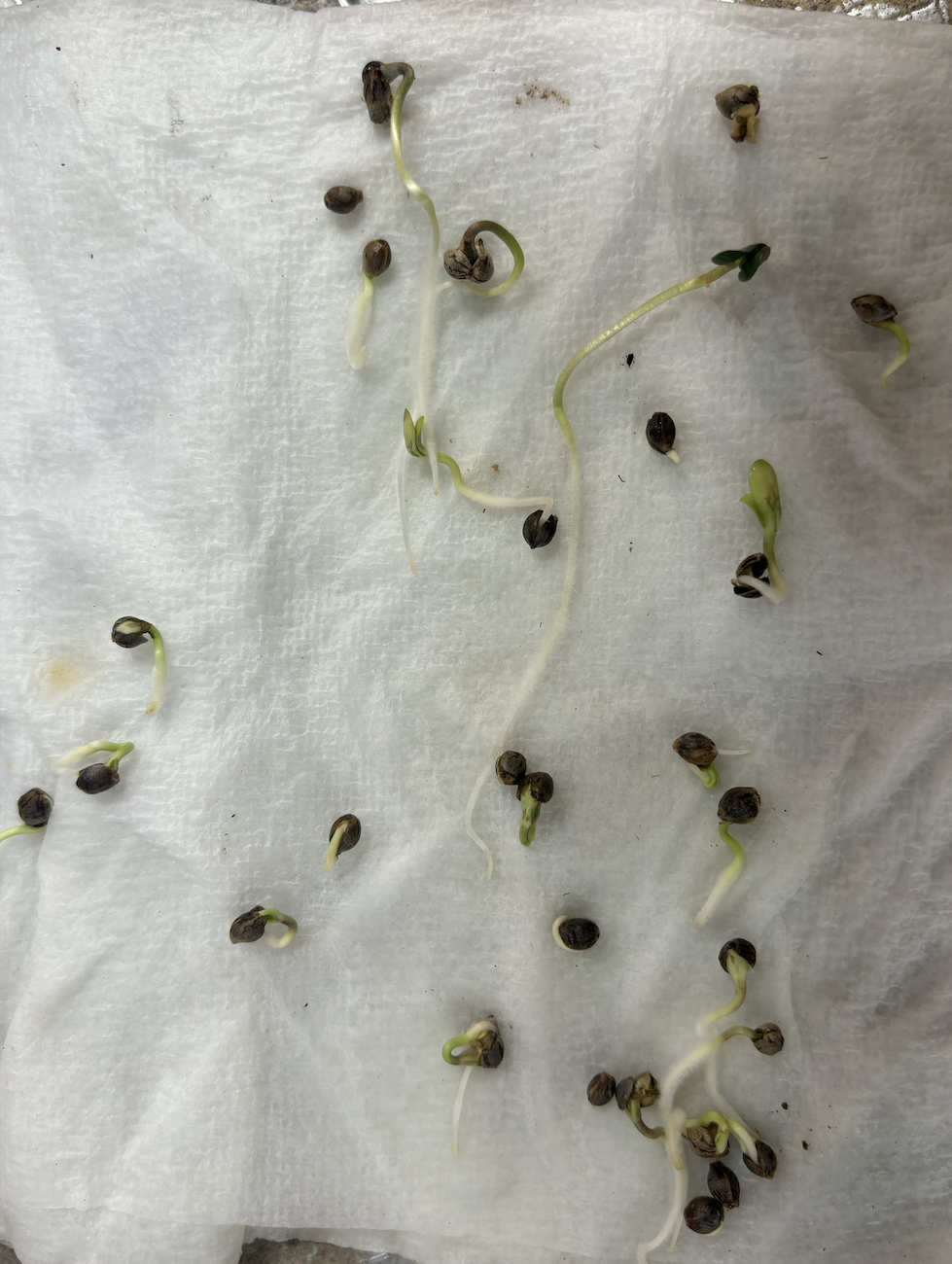 seed cracking - 24 hours after seed cracking.png