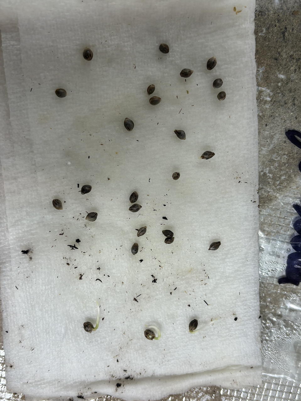 seed cracking - before seed cracking - day 4 germ.png