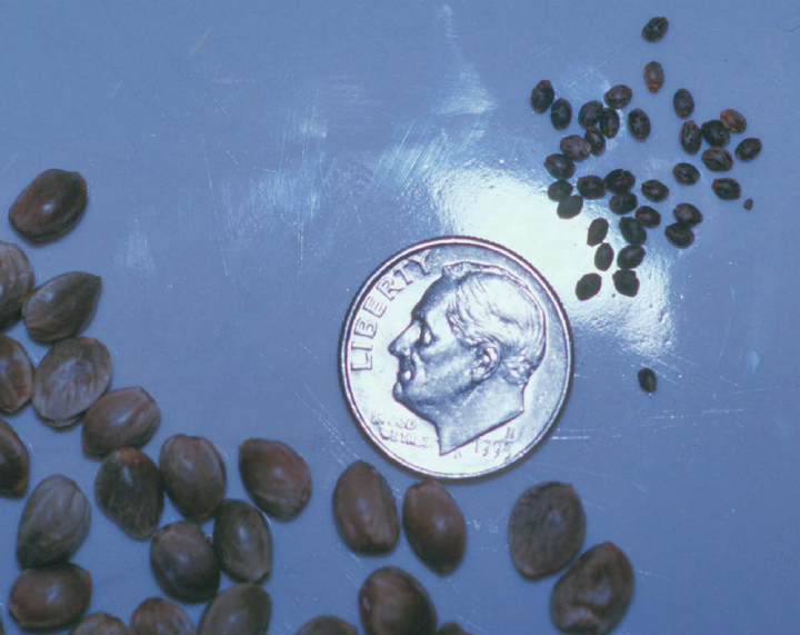 Seed-size-variation-in-cannabis-Seeds-at-right-are-a-feral-plant-in-Kashmir-800.png