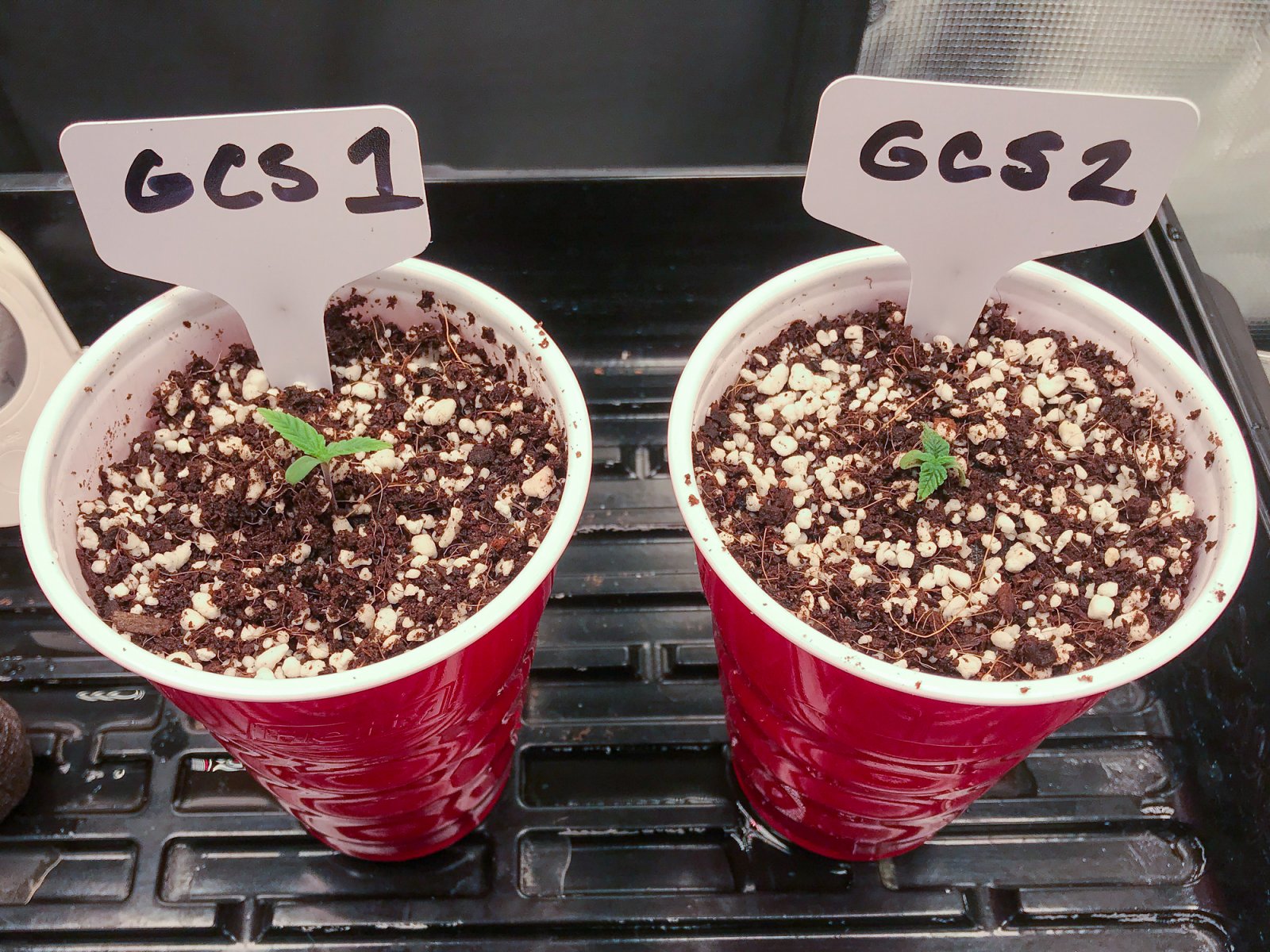 Seedlings 1 and 2 Day 1-1.jpg
