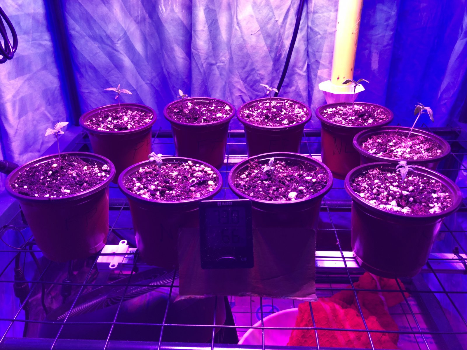 Seedlings-2weeks.jpg