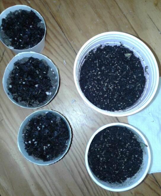 Seedlings and seeds planted.jpg