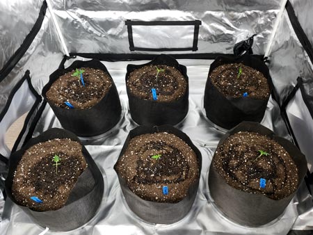 seedlings-were-just-put-in-pots-and-watered-sm.jpg