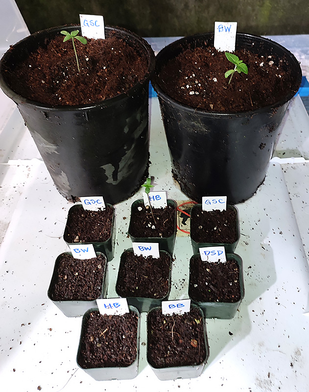 seedlings1-jpg.2611341