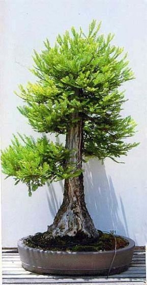 Sequoiadendron giganteum.jpg