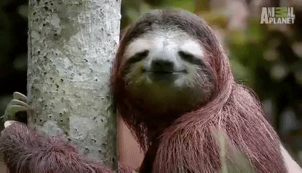 sloth.gif
