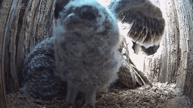 spreading-wings-tawny-owl.gif