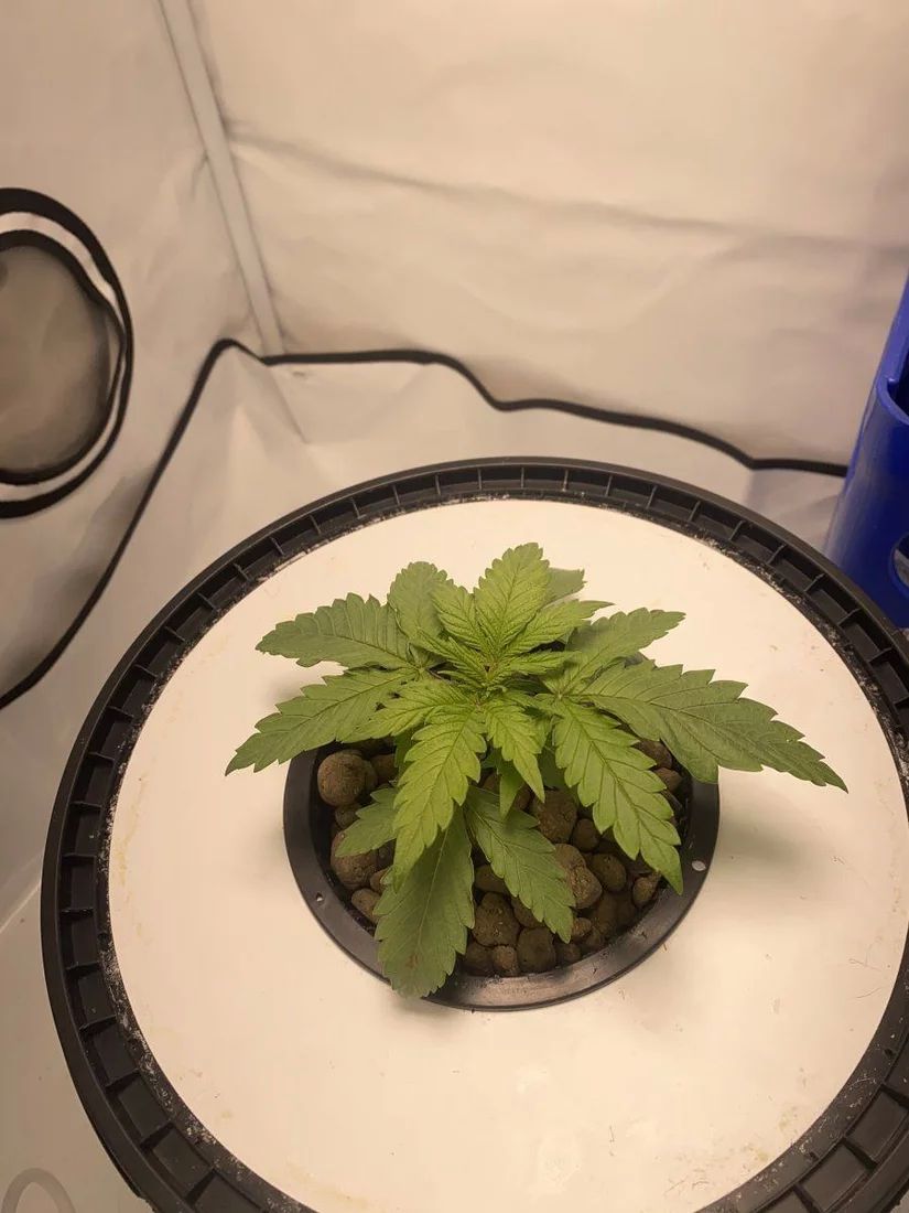 1st time dwc droopy plant  brown spots week 3 2