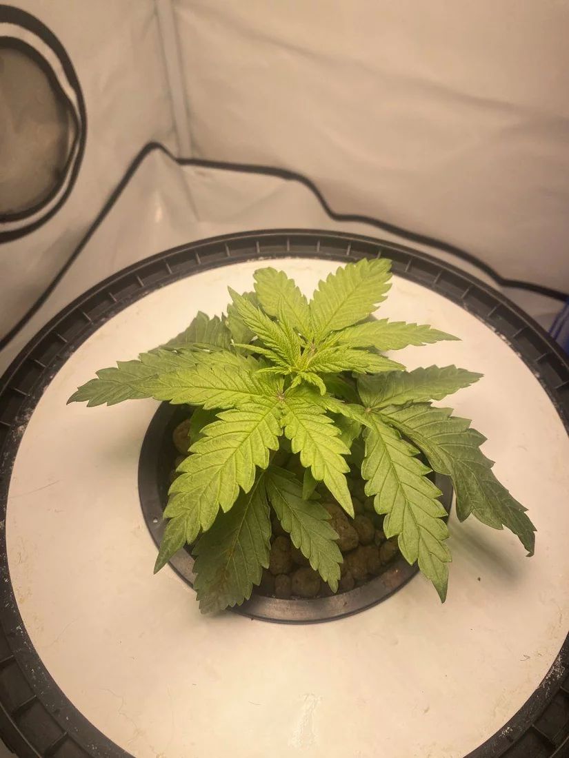 1st time dwc droopy plant  brown spots week 3 3