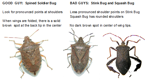 stink bug or spined soldier.png