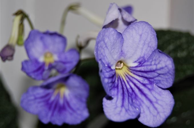 streptocarpus-cape-violet.jpg